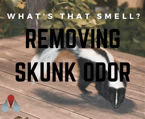 How to Eliminate Skunk Odor: Effective Home Remedies and Tips