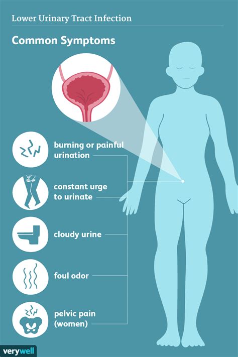 Understanding Urinary Tract Infections: Causes, Symptoms, and Treatments