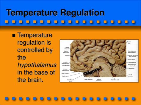 Understanding Body Temperature Regulation: Is It Time to Update Norms?