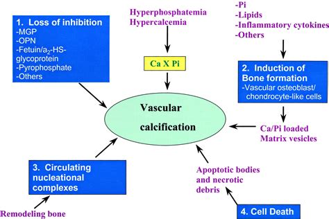 Understanding Calcium's Role Beyond Bone Health: A Comprehensive Overview