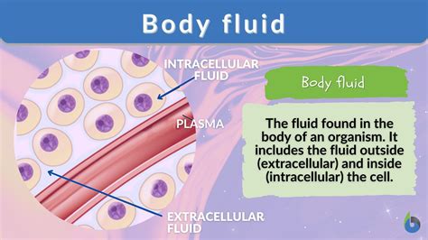 Understanding Fluid Retention and Its Impact on Heart Health