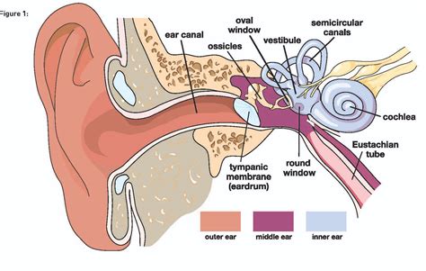 Understanding Vertigo and Dizziness